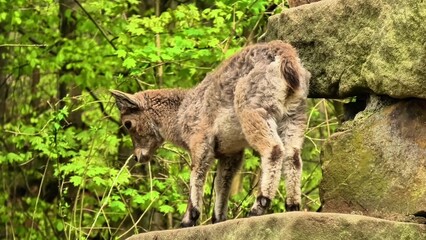 A beautiful lynx rests on rocks surrounded by lush greenery, exemplifying the wonders of natures beauty