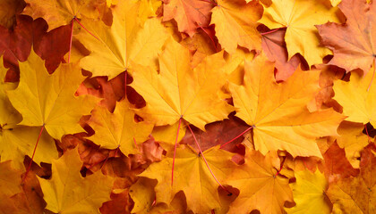 Fototapeta premium Autumnal Yellow Maple Leaves Colorful Fall Foliage Background