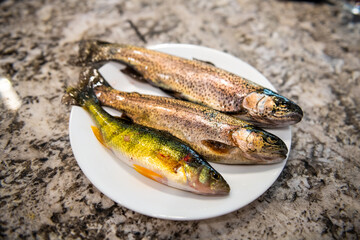 Three fish rainbow trouts and smallmouth bass closeup on white plate wild raw uncooked whole wildcaught food from Colorado freshwater lake