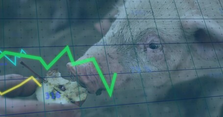 Pig sniffing biting sliced apple while farmer hand holding, farm data overlay showing trend spikes - Powered by Adobe
