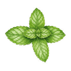 Illustration Isolated Fresh Green Mint Leaf Transparent Background