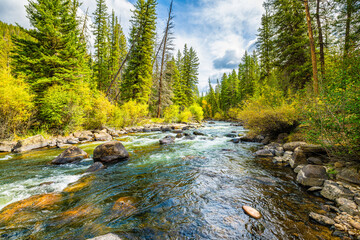 Aspen trees autumn fall spruce forest in Colorado Cottonwood pass hiking trail by Taylor river creek water flowing and yellow foliage