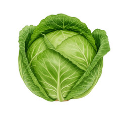 Obraz premium Illustration Fresh Green Cabbage Vegetable Isolated Healthy Diet Food
