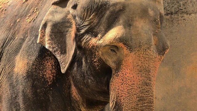 A mesmerizing closeup of an Asian elephant highlighting its distinctive features, textures, and unique characteristics