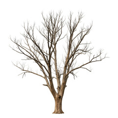 Obraz premium Illustration of Bare Tree Silhouette with Transparent Background Isolated