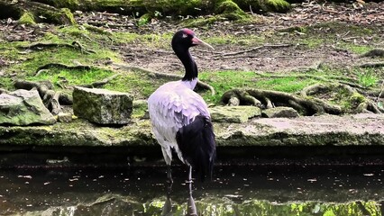 A stunning bird is gracefully poised by the still water, showcasing the natural beauty found in a...