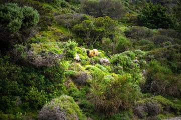 Wild sheep free range roaming livestock animal on mountains of Ikaria island Greece by Faros on...