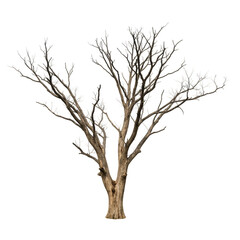 Obraz premium Illustration of Bare Brown Tree Isolated on Transparent Background