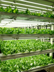 植物工場のレタス栽培