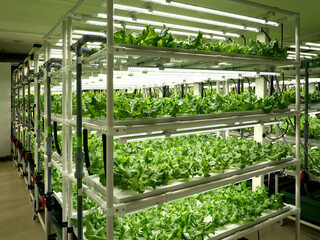 植物工場のレタス栽培