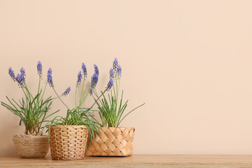 Wicker pots with beautiful Muscari flowers on wooden table near color wall