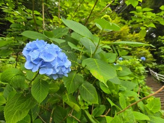 紫陽花の写真