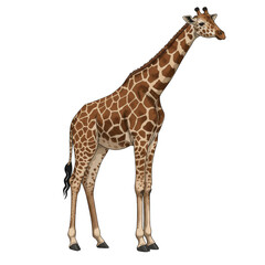 Naklejka premium Illustration Of Standing Giraffe A Tall Mammal In Transparent Background