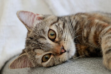 ゴールドの瞳が綺麗な子猫