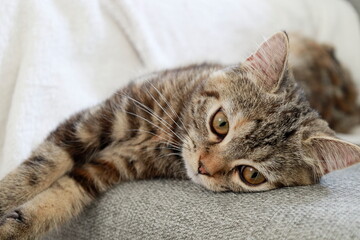 考え事をして眠そうな子猫