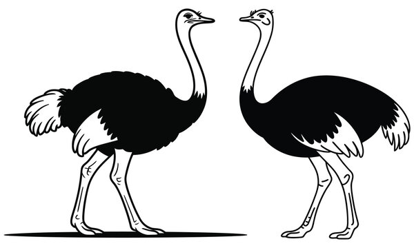 ostrich vector illustration