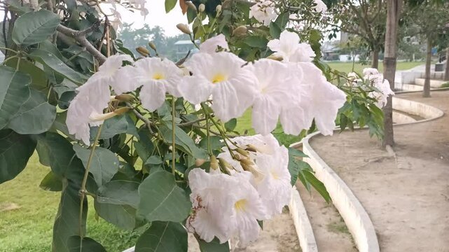 Tabebuia flowers are known for their trumpet-like shape and often bloom profusely, creating a beautiful sight. Species such as Tabebuia roseo-alba have white flowers with yellow centers.