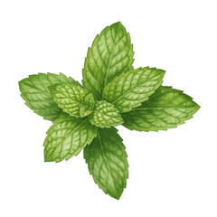 Illustration of Green Mint Leaf Herbaceous Plant with Transparent Background