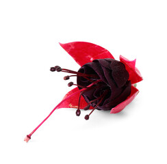 Beautiful colorful edible flower on white background