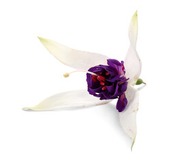 Beautiful edible flower on white background