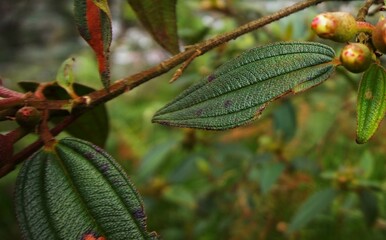 Melastoma malabathricum, beautiful green Melastoma malabathricum flower leaves with blurred background