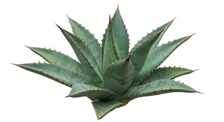 Isolated Agave Plant Succulent Green Desert Botany Transparent Background