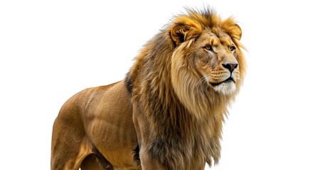 Obraz premium Majestic lion isolated on white background showcasing wildlife beauty and power