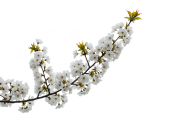 Isolated Branch of White Blossom Flowers Transparent Background