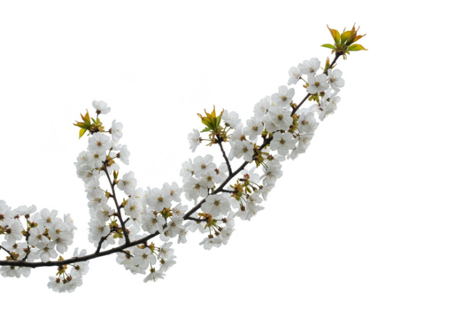 Isolated Branch of White Blossom Flowers Transparent Background