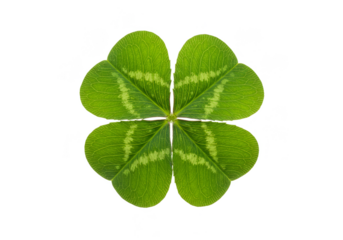 Isolated Close Up Green Four Leaf Clover Transparent Background