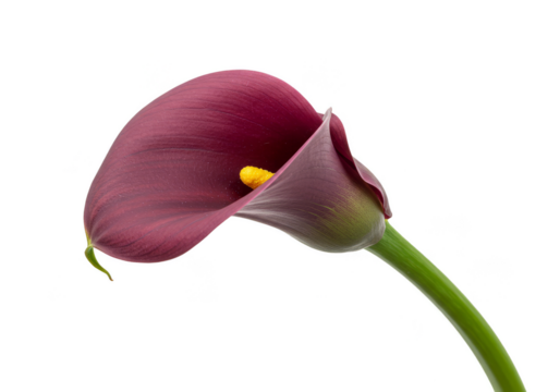 Isolated Close Up Photo of Burgundy Calla Lily with Transparent Background