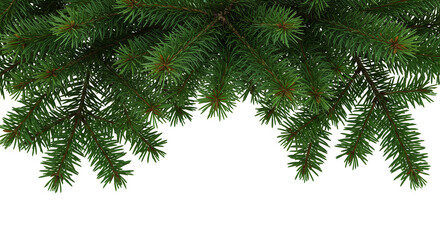 Obraz premium Isolated Evergreen Pine Branch Transparent Background Christmas Decor