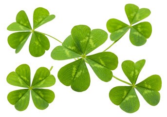 Isolated Green Clover Leaves Pattern on Transparent Background