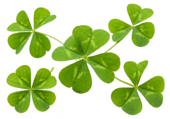 Isolated Green Clover Leaves Pattern on Transparent Background
