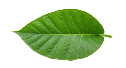 Obraz premium Isolated Green Leaf Transparent Background Close Up Detailed Plant