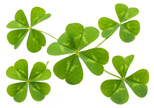 Isolated Green Clover Leaves Pattern on Transparent Background - Powered by Adobe