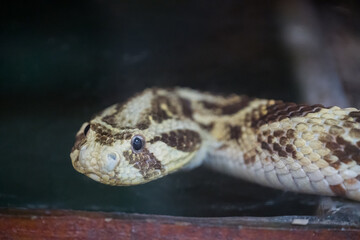The puff adder (Bitis arietans) is a highly venomous viper species found in savannahs and grasslands from Morocco and western Arabia throughout Africa except for the Sahara and rainforest regions.