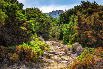 Ikaria island Greece rocky footpath view of colorful multicolored red and green trees at trail back to Drakano Tower to St George beach and peak