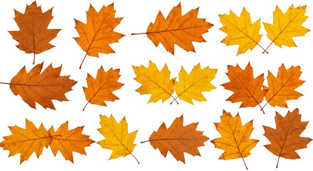 Isolated Autumn Leaves Fall Background Transparent Design Element Png
