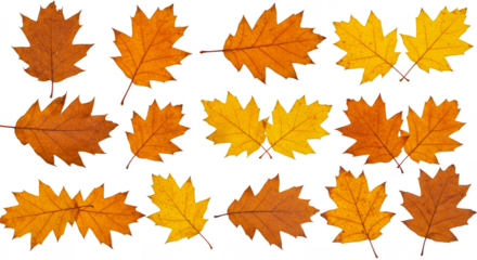 Isolated Autumn Leaves Fall Background Transparent Design Element Png