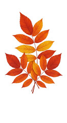 Isolated Autumn Leaves In Red Orange and Yellow Transparent Background