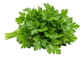 Isolated Background of Fresh Green Parsley Herb Bunch on Transparent