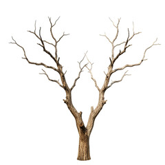 Isolated Bare Tree Branches With Transparent Background Illustration