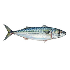 Isolated Mackerel Fish Seafood with Blue Silver Color on Transparent