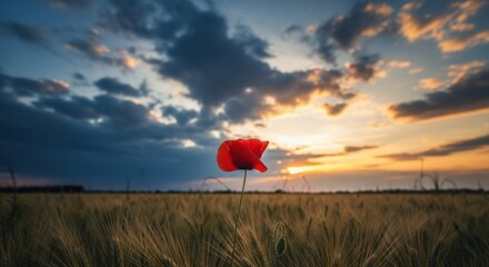 A lone red poppy stands tall in a vast golden wheat field during a dramatic sunset with vibrant clouds
