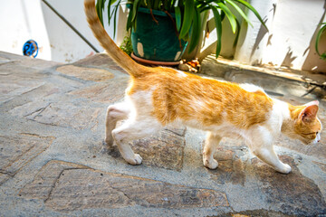 Stray orange cat one feral kitty living on street of Agios Kirykos, Ikaria Greece Greek island walking sidewalk side view pov point of view