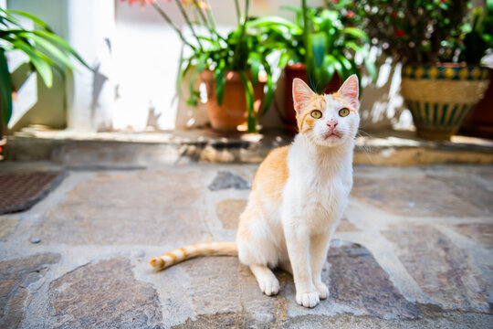 Stray orange cat one feral kitty sitting on street sidewalk looking cute by plants garden in Agios Kirykos, Ikaria Greece Greek island - Powered by Adobe