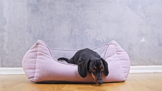 A playful black and tan dachshund energetically jumps up in a pink soft dog bed on a wooden floor against a blue wall. He sits and happily wags his tail, waiting for a treat
