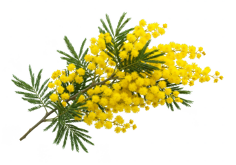 Isolated Mimosa Branch Blossom Yellow Floral Acacia Bloom Flower Plant