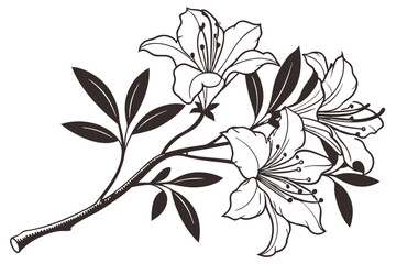 Azalea Vector Silhouette, Azalea flower silhouette clipart isolated on a white background